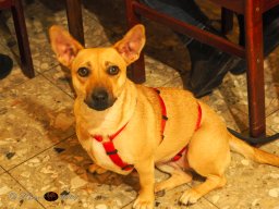 GH Timo 68er Timo am 31.01.2026